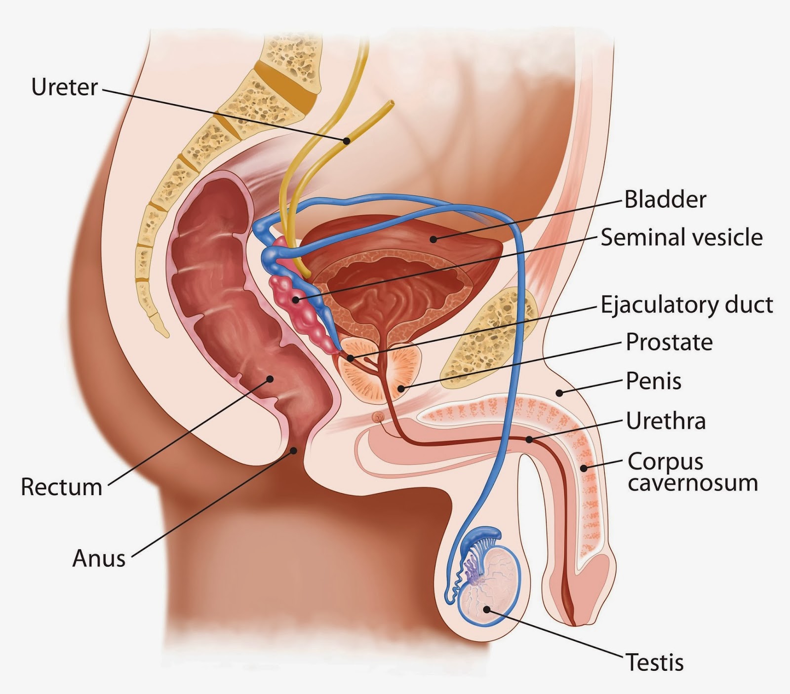 Rectal stricture anal sex